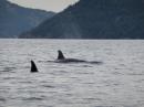 Orcas Entering Bragoyne Bay: Taken from our dinghy, British Columbia, Fall 2015